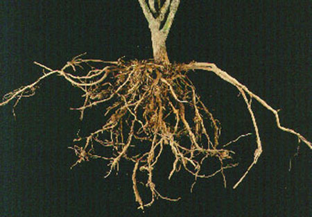 root